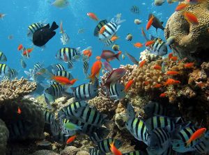 3D printing can help rebuild coral reefs