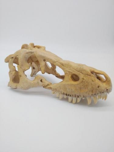 SLA Dinosaur Skull